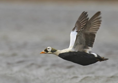 Spectacled Eider (Somateria fischeri) male, Alaska, USA