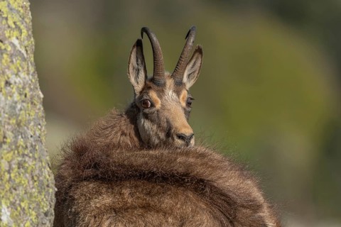 Chamois (Rupicapra rupicapra) during the spring moult. Hohneck, Vosges, Alsace, France