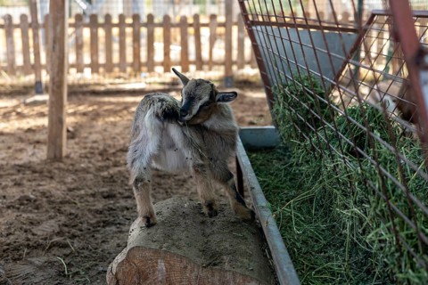 Goat exploring muddy ground in a hotel setting in Turkiye during daytime