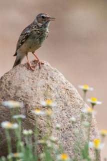 Woodlark, Lullula Arborea, Woodlark, Birds, Bulgaria, high size, portrait format, larks, passeri,