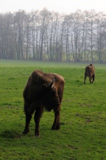 Mountain bison, Bison bonasus caucasicus, breeding in Hardehausen, Hesse, Germany, April 2009