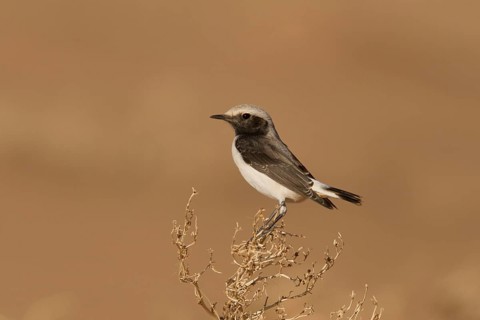 Mourning Wheatear (Oenanthe lugens) female, Morocco