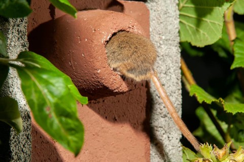 Hazel vole, Hazel dormouse, Muscardinus avellanarius, rodents, rodentia, bilche, dormice, dormouse,
