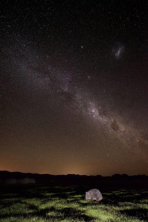 Animals, Mammals, Wombat, Tasmanian naked-nosed wombat eating grass beneath the southern starry sky
