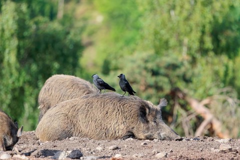 Western jackdaws (Coloeus monedula) sit on the back of a female wild boar (Sus scrofa) on a sunny