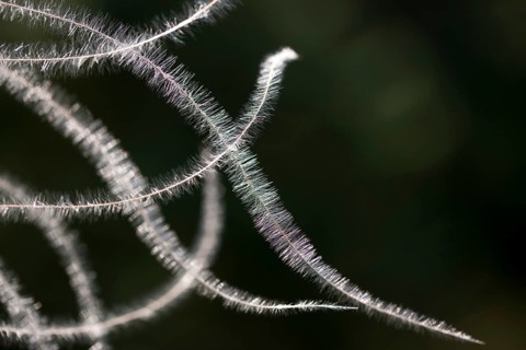 Dwarf feathergrass, hairgrass, hairy feathergrass, pingrass, poaceae, stipa capillata, sweet grass,