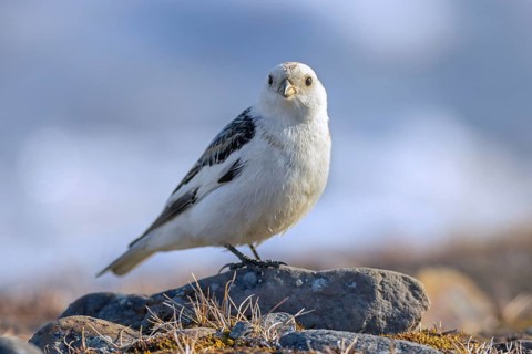 Snow bunting (Plectrophenax nivalis nivalis, Emberiza nivalis) male foraging on the tundra in