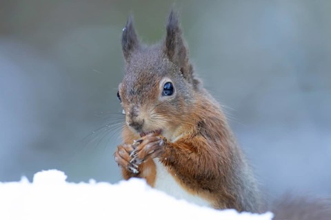 Red squirrel (Sciurus vulgaris) adult animal eating a nut in snow in winter, England, United