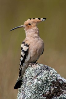 Hoopoe, Upupa Epops, Hoopoe, Birds, Extremadura, High Size, Portrait, Spain, Upupidae, Birds