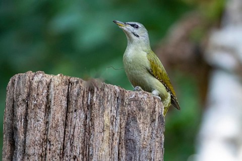 Grey-headed Woodpecker (Picus canus) wbl Germany