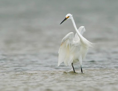Little Egret (Egretta garzetta) foraging, Victoria, Australia