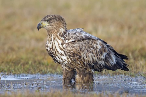 White-tailed eagle, hawk family, animals, birds, birds of prey, (Haliaeetus albicilla), biotope,