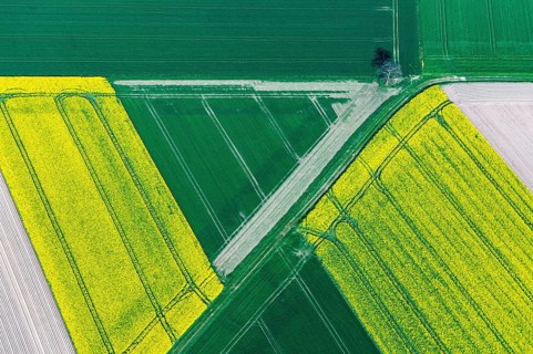 Aerial view of agricultural land with blooming rapeseed, district of Vechta, Oldenburger