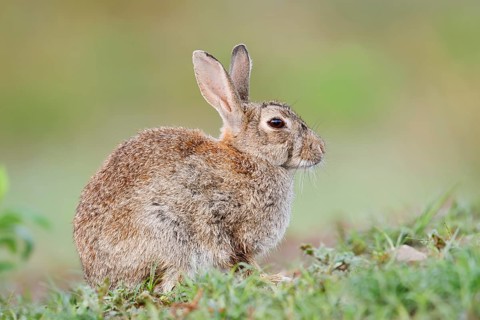 Wild rabbit (Oryctolagus cuniculus), North Rhine-Westphalia, Germany