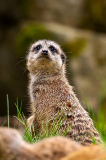 Meerkat (Suricata suricatta) standing sweet and curious on a rock, captive, occurrence Africa