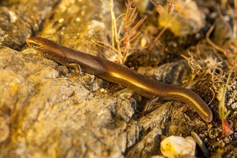 Chalcides Bedriagai, Iberian roller skink, Spanish roller skink, Extremadura, reptilia, reptiles,