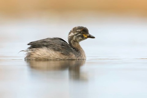 Australasian Grebe (Tachybaptus novaehollandiae) young, Victoria, Australia