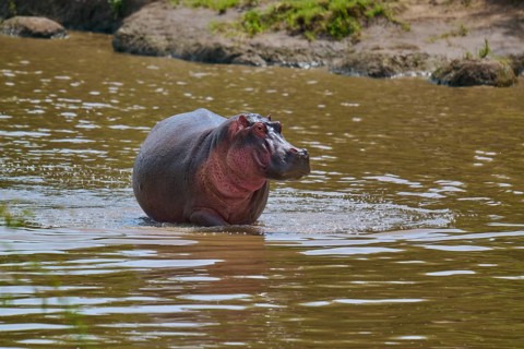 A hippopotamus moving calmly, standing in the shallow water near the riverbank, Hippopotamus