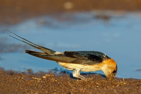 Red-rumped Swallow (Cecropis daurica) looking for nesting material, Lesvos, Greece