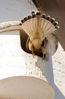 Falco tinnunculus, Common Kestrel, kestrel, birds, breeding ground, falconiformes, falcons, birds