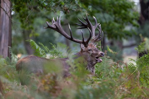 Red deer at the rutting 2025, London, Great Britain