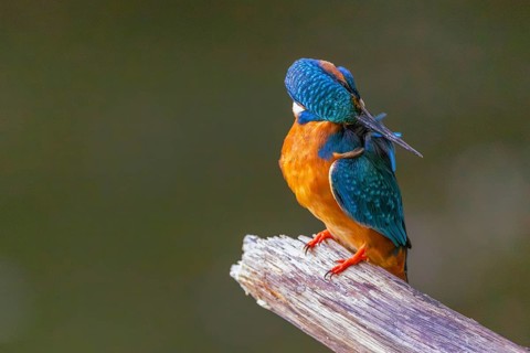 A common kingfisher (Alcedo atthis) preening its plumage on a perch, kingfishers (Alcedinidae),