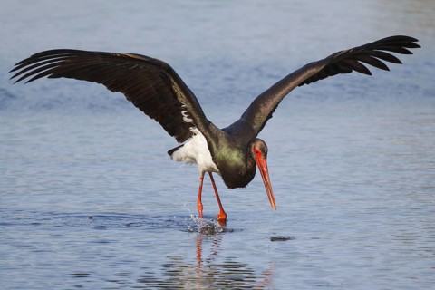 Black Stork (Ciconia nigra) foraging, Greece