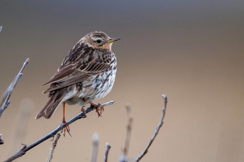 Anthus Cervinus, Norway, red-throated pipit, robin pipit, varanger, birds, passeri, songbirds,