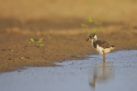 Northern Lapwing (Vanellus vanellus) chick, North Rhine-Westphalia, Germany