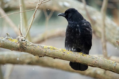 Carrion Crow, Corvus Corone, Raven Crow, Birds, Corvidae Family of Birds, Passeri, Corvids,