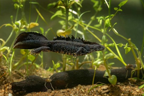 Great crested newt, crested newt, northern crested newt, Triturus cristatus, amphibians,
