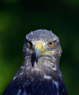 Andean buzzard or blue buzzard (Geranoaetus melanoleucus), animal portrait, head portrait, captive,