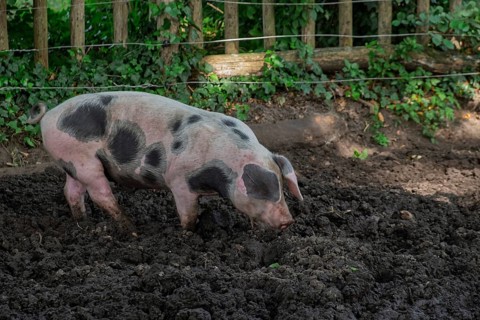 Colorful Bentheim pig, a rare German country pig breed that is threatened with extinction, North