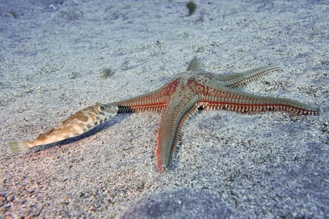 Large comb starfish (Astropecten aranciacus) and beaded pufferfish (Sphoeroides spengleri) on a