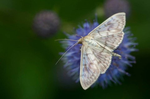 Mother of pearl, stingworm, patania ruralis, pleuroptya ruralis, butterfly, insects, moths, moths,