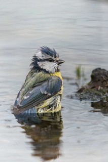 Blue tit, parus caeruleus, bath, bird bath, birds, high size, portrait format, tits, passeri,
