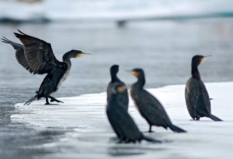 Black shag, cormorant, phalacrocorax carbo, birds, pelecaniforms, ropedes, birds, waterbirds,