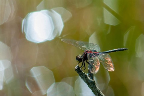 Little moss maiden, leucorrhinia dubia, white-faced darter, anisoptera, damselflies, dragonflies,