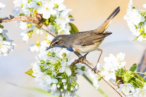 Bluethroat (Luscinia svecica cyanecula) ml Germany