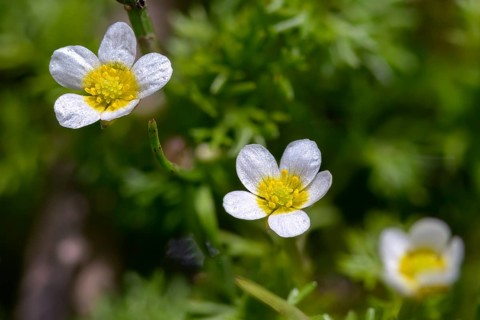 Ranunculus circinatus, ranunculus divaricatus, spreading water buttercup, fan-leaved crowfoot,