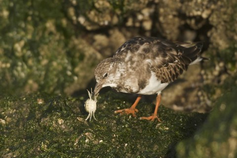 Ruddy Turnstone (Arenaria interpres), Netherlands