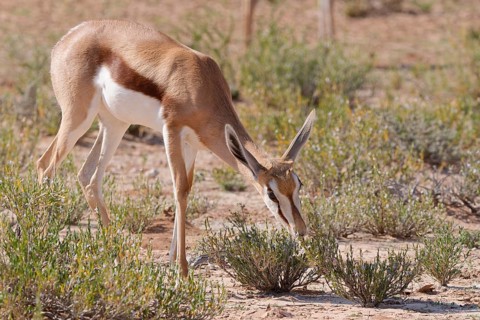 Springbok (Antidorcas marsupialis), young animal in the arid grassland, feeding on flowers and