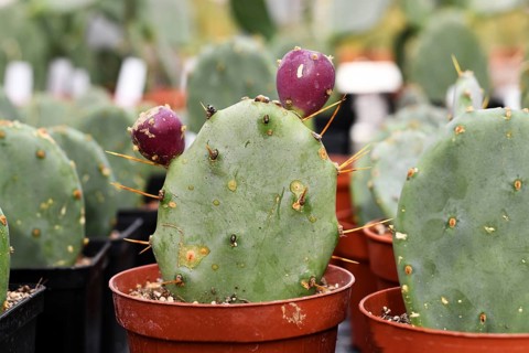 Opuntia cactus with purple buds, likely Opuntia stricta. Shows detailed texture and vibrant colors