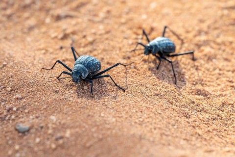 Two fog beetles (Onymacris unguicularis), mating, Toktokkie beetle, in the sand, Namib Desert,