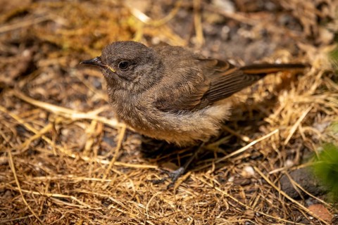 A young black redstart (Phoenicurus ochruros) perched on brown grass, Neunkirchen, Lower Austria,