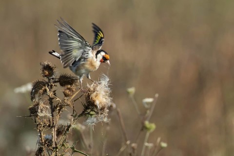 European goldfinch (Carduelis carduelis) adult garden bird feeding on thistle plant seeds in