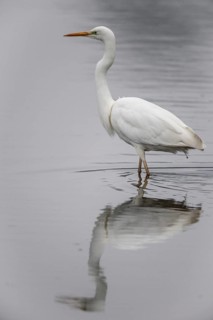 Great White Egret (Ardea alba), Emsland, Lower Saxony, Germany