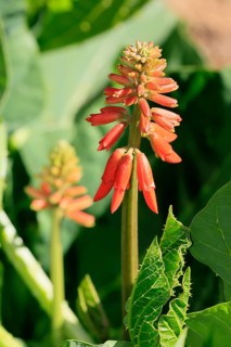 Erythrina zeyheri, blossom, Bloemfontein Botanical Garden, Free State, South Africa