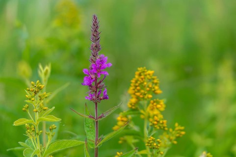 Bloodwillow, common willow, common willow, lysimachia vulgaris, lythraceae, lythrum salicaria,