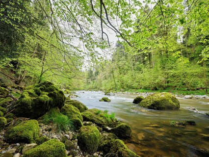 European beech trees shedding leaves, in the foreground moss-covered stones on the river Sihl,